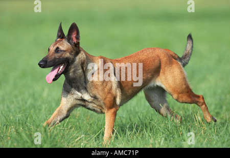 Belgian Shepherd Dog - running on meadow Stock Photo