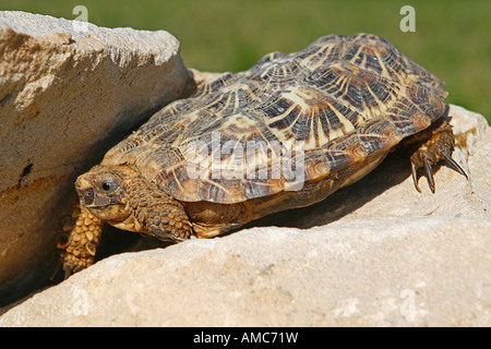 Pancake Tortoise (Malacochersus tornieri) on a rock Stock Photo