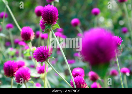 Magenta ball-shaped spherical flowers plants leaves foliage in selective focus reflecting mult-hued colours of nature