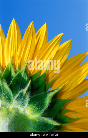 Close-Up of Sunflower Stock Photo