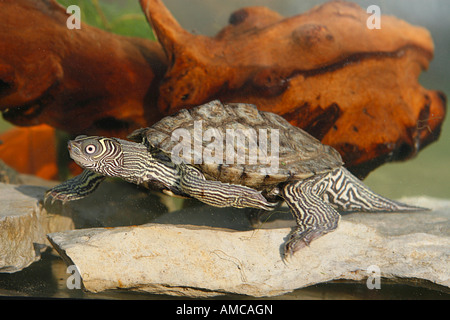 mississippi map turtle / Graptemys pseudogeographica kohnii Stock Photo