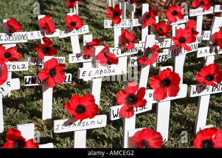 Anzac day red poppies on white crosses commemorating  Australian soldiers killed in battle overseas Stock Photo