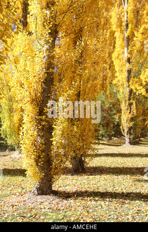 Glowing poplars in autumn, Canyon walk alongside Ovens river Bright North East Victoria Australia Stock Photo