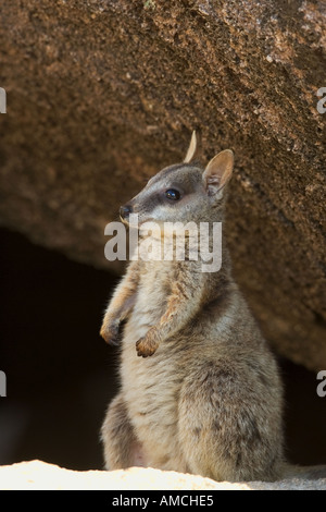 Black-footed Rock Wallaby, Black-flanked Rock Wallaby (Petrogale lateralis) sitting on rock. Australia Stock Photo