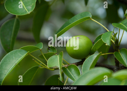 Manchineel Tree (Hippomane mancinella) provides delicious and nutritionous food to the Galapagos Giant Tortoise. Stock Photo