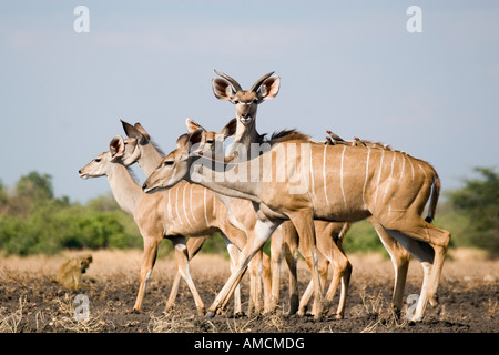 female kudus with young male kudu antilope Stock Photo