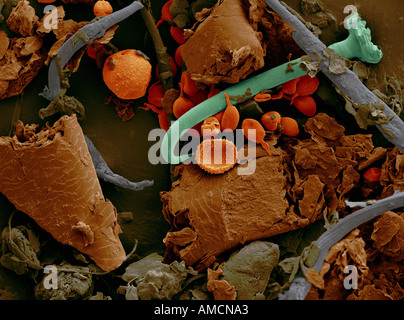 SEM - household dust Stock Photo