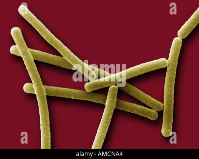 SEM - Lactobacillus bulgaricus Stock Photo