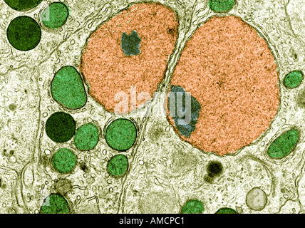 TEM - Liver of a fish Stock Photo