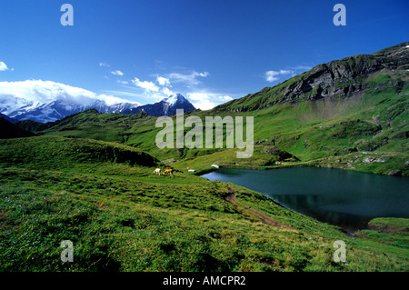 Berner Oberland - Bachalpsee lake - Switzerland Alps - Europe Stock ...