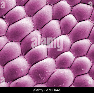 Scanning Electron Micrograph (SEM) of plant cross section showing cells ...