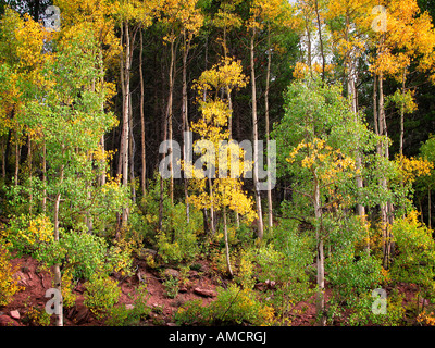 Aspen tree fall foliage colorado Stock Photo