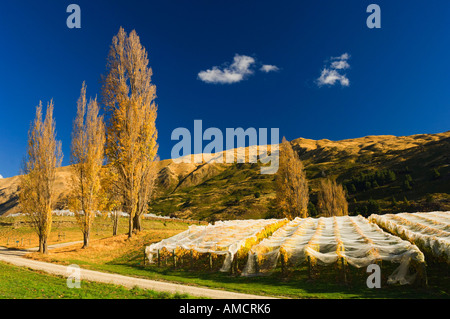 Vineyard, Wanaka, Otago, South Island, New Zealand Stock Photo