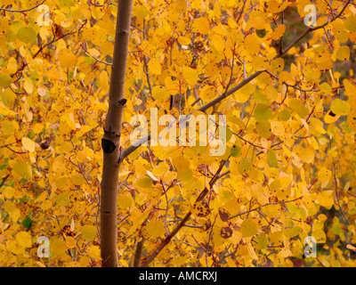 Aspen tree fall foliage colorado Stock Photo