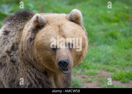 Brown Bear Ursus arctos Portrait Stock Photo