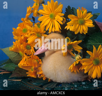 Muscovey duckling sitting in Yellow Daises Stock Photo