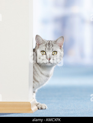 British Shorthair cat - behind wall Stock Photo