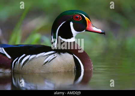 Wood Duck, Texas, USA Stock Photo