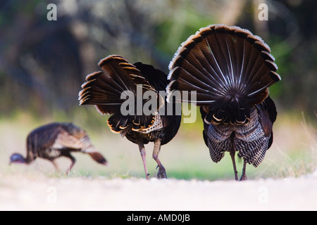 Selective Focus Shot Of A Turkey Tail On A Log In Thornecombe Woods Dorchester Dorset Uk Stock Photo Alamy