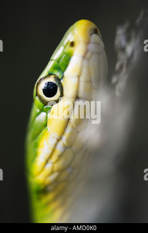 Green Tree Snake Stock Photo