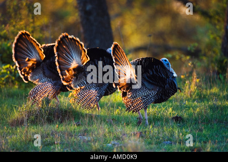 Selective Focus Shot Of A Turkey Tail On A Log In Thornecombe Woods Dorchester Dorset Uk Stock Photo Alamy