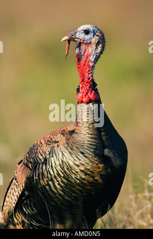 Rio Grande Wild Turkey Stock Photo