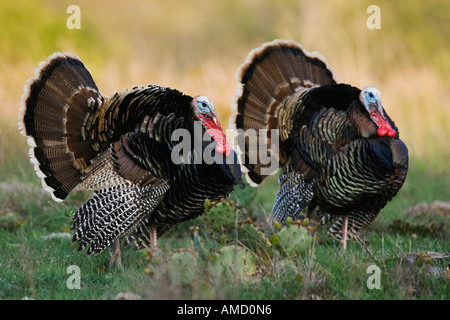 Rio Grande Wild Turkey Stock Photo