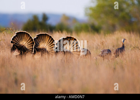 Rio Grande Wild Turkey Stock Photo