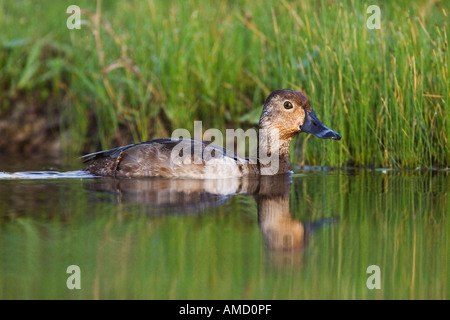 Female Ring-Necked Duck Stock Photo