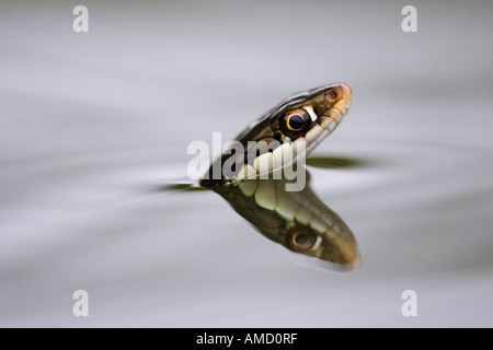 Ribbon Snake in Water Stock Photo