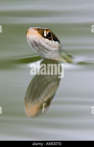 Ribbon Snake in Water Stock Photo