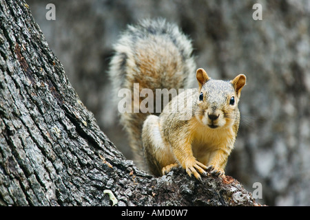 Squirrel in Oak Tree Stock Photo