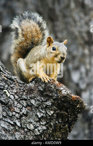 Squirrel in Oak Tree Stock Photo