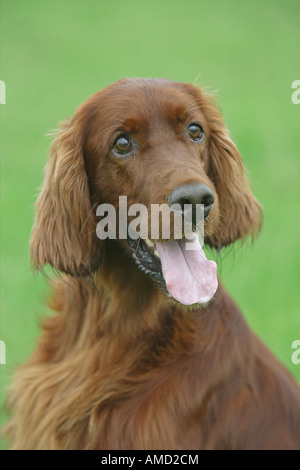 Irish Setter dog - portrait Stock Photo