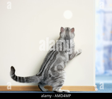 British Shorthair cat  chasing a light spot Stock Photo