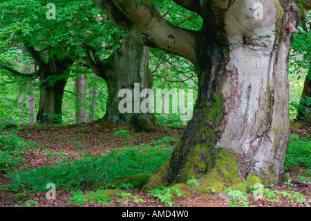 Old Beech Trees in Forest, Kellerwald-Edersee National Park, Hesse, Germany Stock Photo
