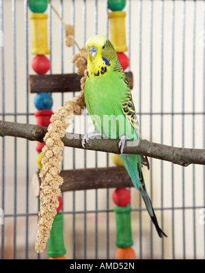 Budgerigar, Budgie (Melopsittacus undulatus). Male in cage with millet spray and toy Stock Photo