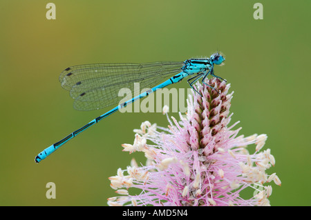 Damselfly on Flower Stock Photo