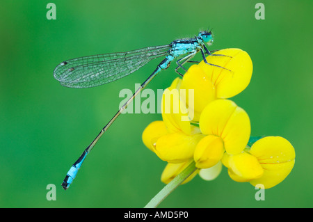 Damselfly on Flower Stock Photo