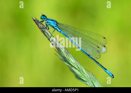 Damselfly on Grass Stock Photo