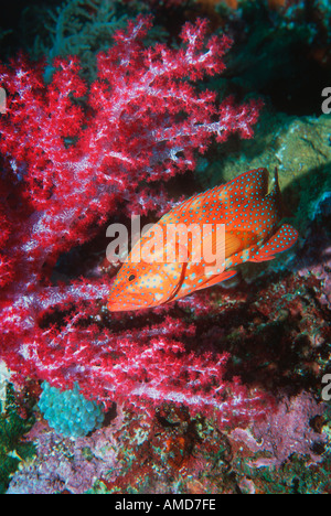 Coral hind with soft corals Cephalopholis miniata Andaman Sea Thailand Stock Photo