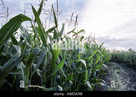 Genetically modified maize growing in a field in Shropshire in the UK Stock Photo