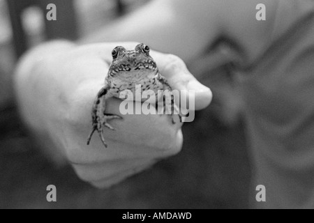 Close-Up of Hand Holding Frog Stock Photo