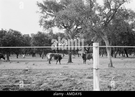 Bulls in Field Behind Fence, Portugal Stock Photo