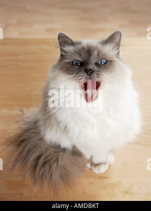 Sacred cat of Burma. Adult sitting on wooden floor while yawning Stock Photo