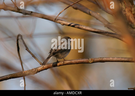 Dark eyed junco perched on branch back view Stock Photo