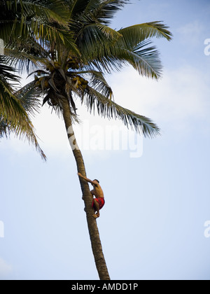 Man climbing palm tree Stock Photo