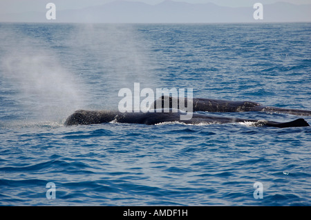 Sperm Whales (Physeter macrocephalus) Kaikoura New Zealand Stock Photo