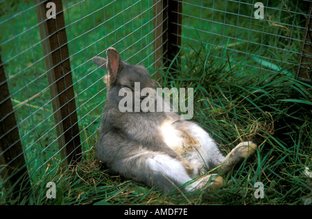 A comical grey and white pet rabbit having a rest in a rabbit hutch Stock Photo