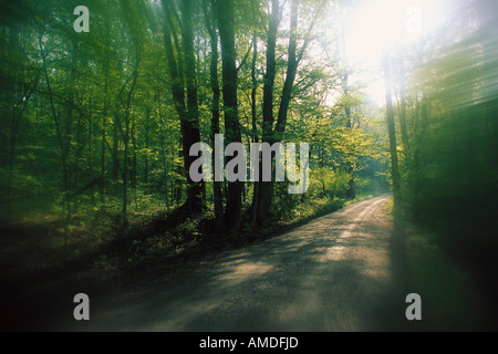 Dirt Road in Forest, Great Smoky Mountains National Park, Tennessee, USA Stock Photo